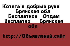 Котята в добрые руки  - Брянская обл. Бесплатное » Отдам бесплатно   . Брянская обл.
